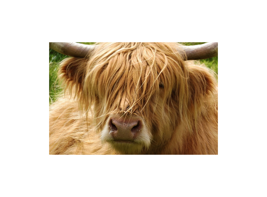 Schottlands Highland Cows: Warum sind sie so beliebt?